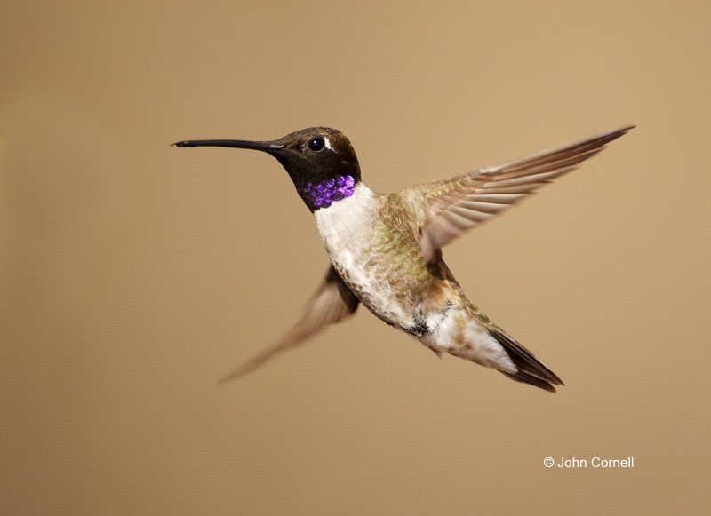 Black-chinned Hummingbird;Hummingbird;Archilochus alexandri;Flying bird;action;aloft;behavior;flight;fly;flying;soar;wing;winged;wings;one animal;Color Image;Photography;Birds;Animals in the Wild;Flight;Action;Active;in flight;motion;movement;soaring
